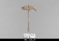 藏品(泰國小檯皮影戲偶)的圖片